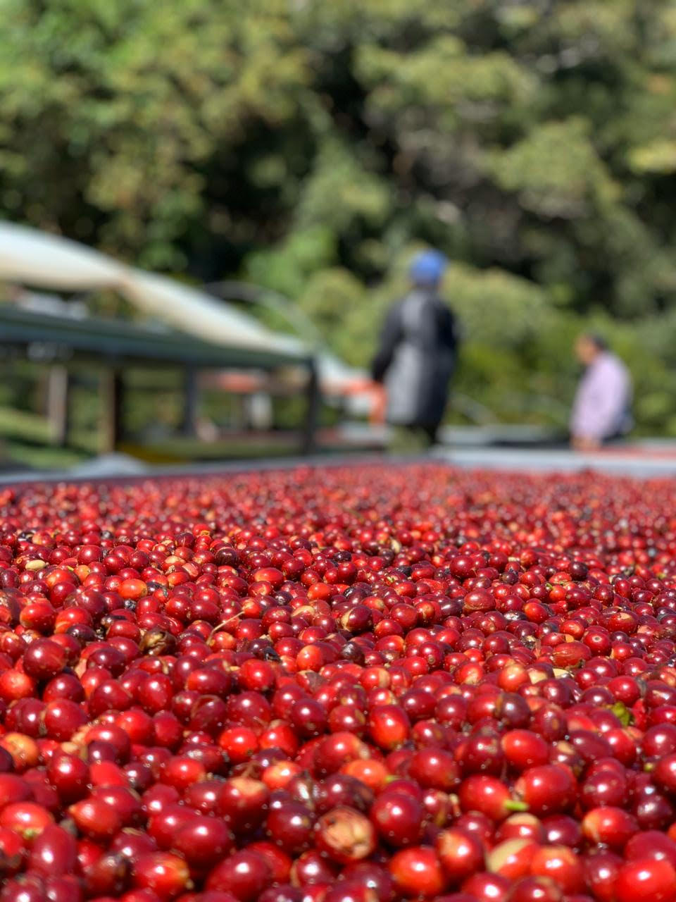 Origin: Panama - Altieri - Gesha