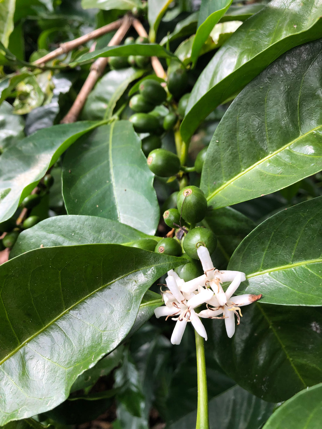 Origin: Panama - Savage Coffee - Anthem Gesha