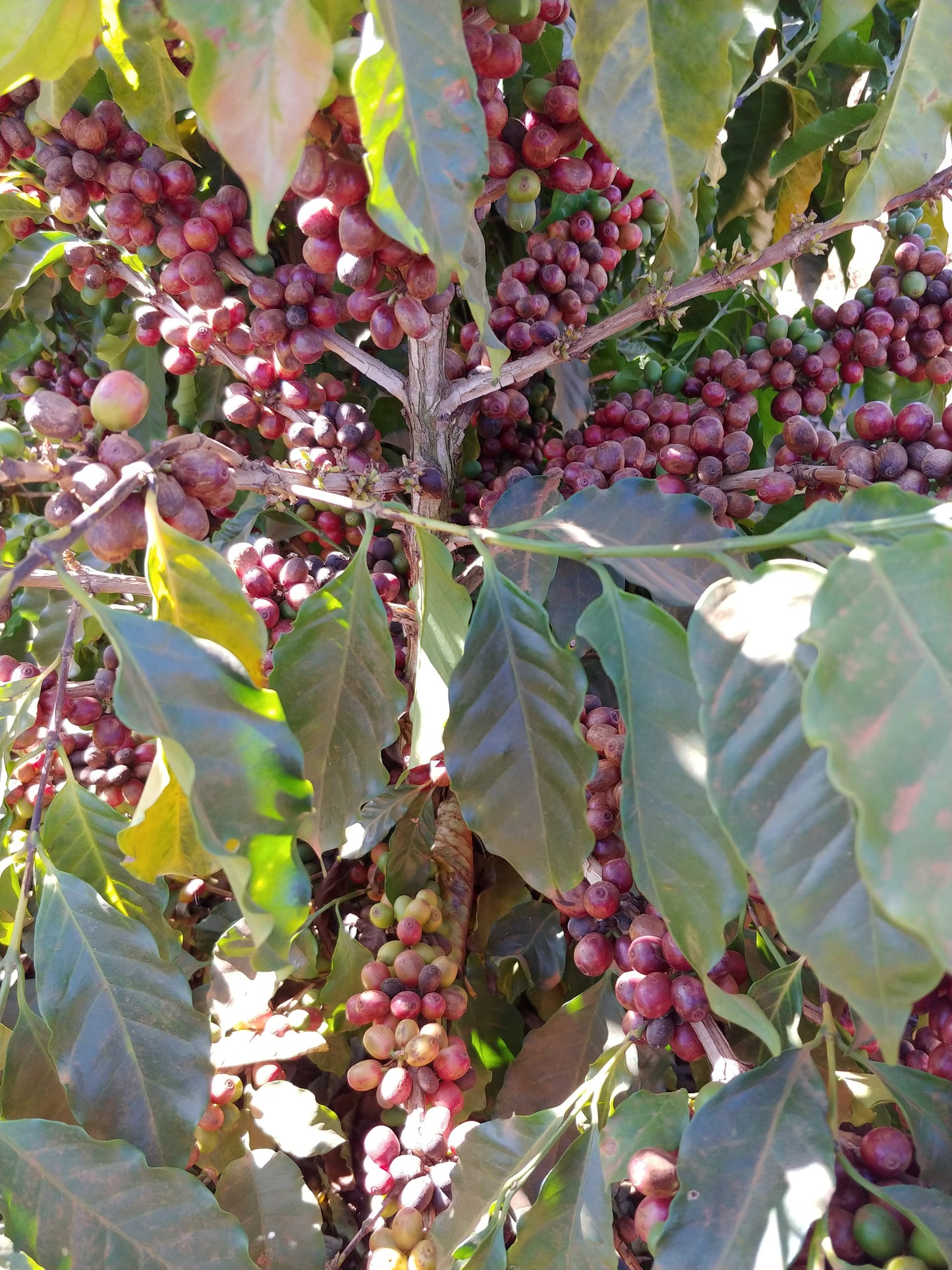 Brazil - Daterra Full Bloom | Natural - Archived