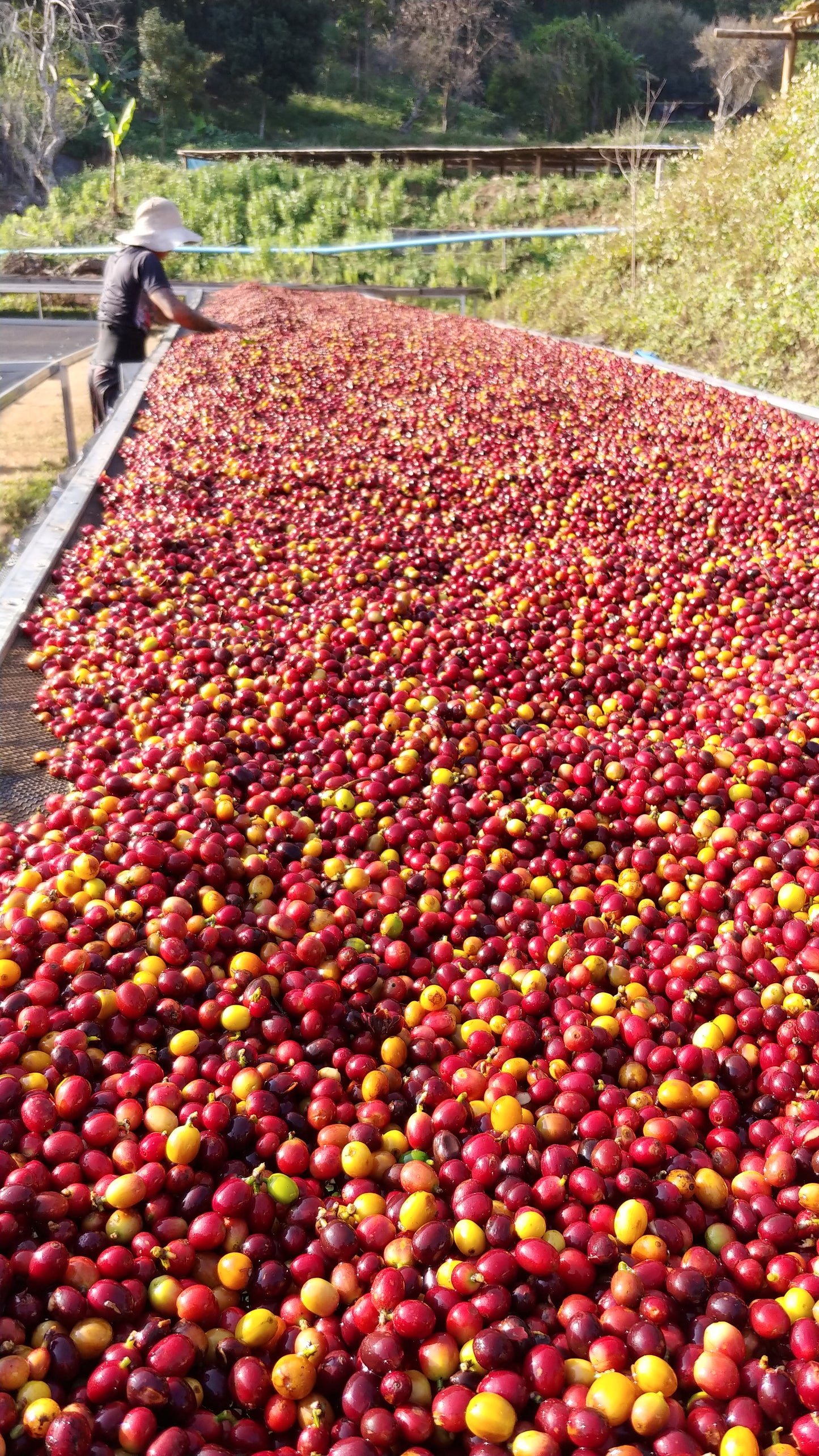 Thailand - Sirinya Farm |  Slow-dried Natural - Archived