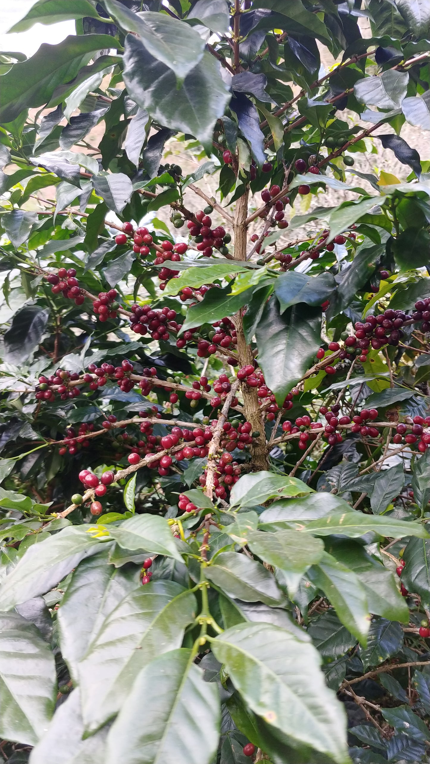 Thailand - Karen Farm | Natural - Archived