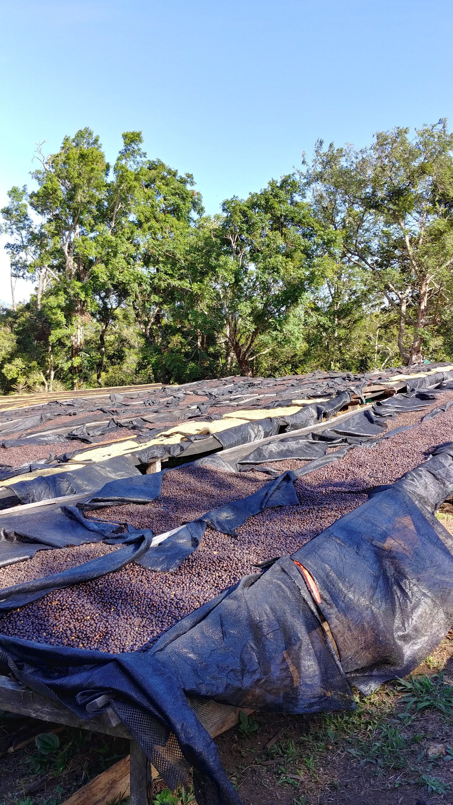 Panama - Abu Catuai Lot TN-4 | Mosto ASD Natural - 150g