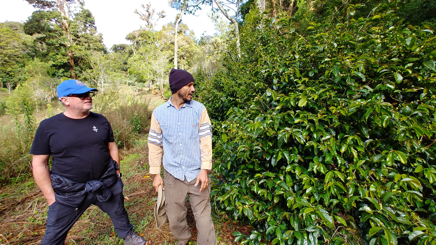 Panama - Finca Jurutungo Gesha  | Lot 415  Honey - 100g - Archived