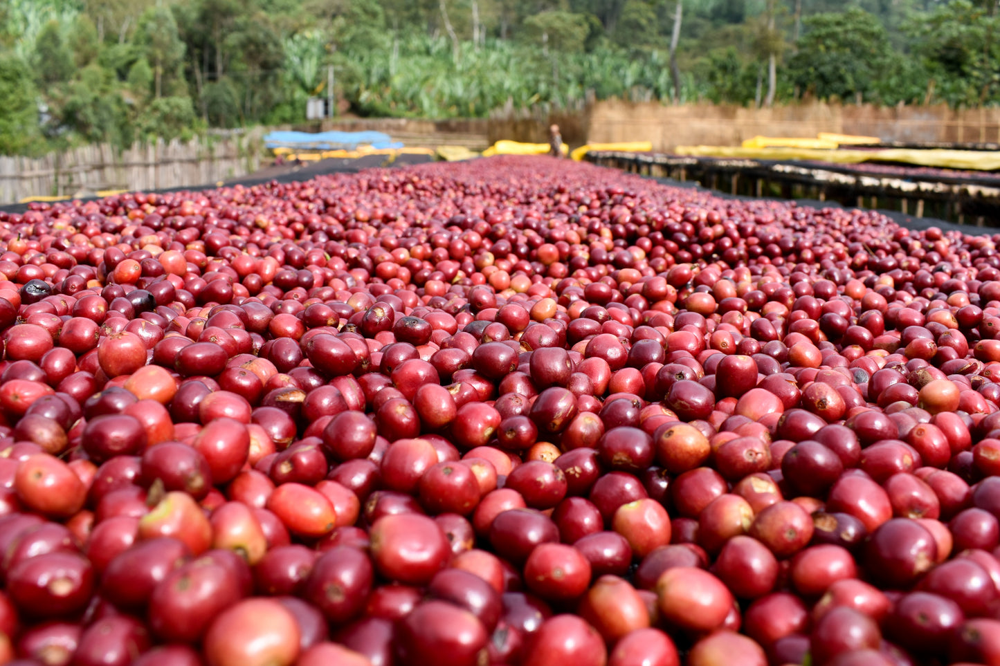 Ethiopia - Shantawene | Natural Lot 447 - Archived