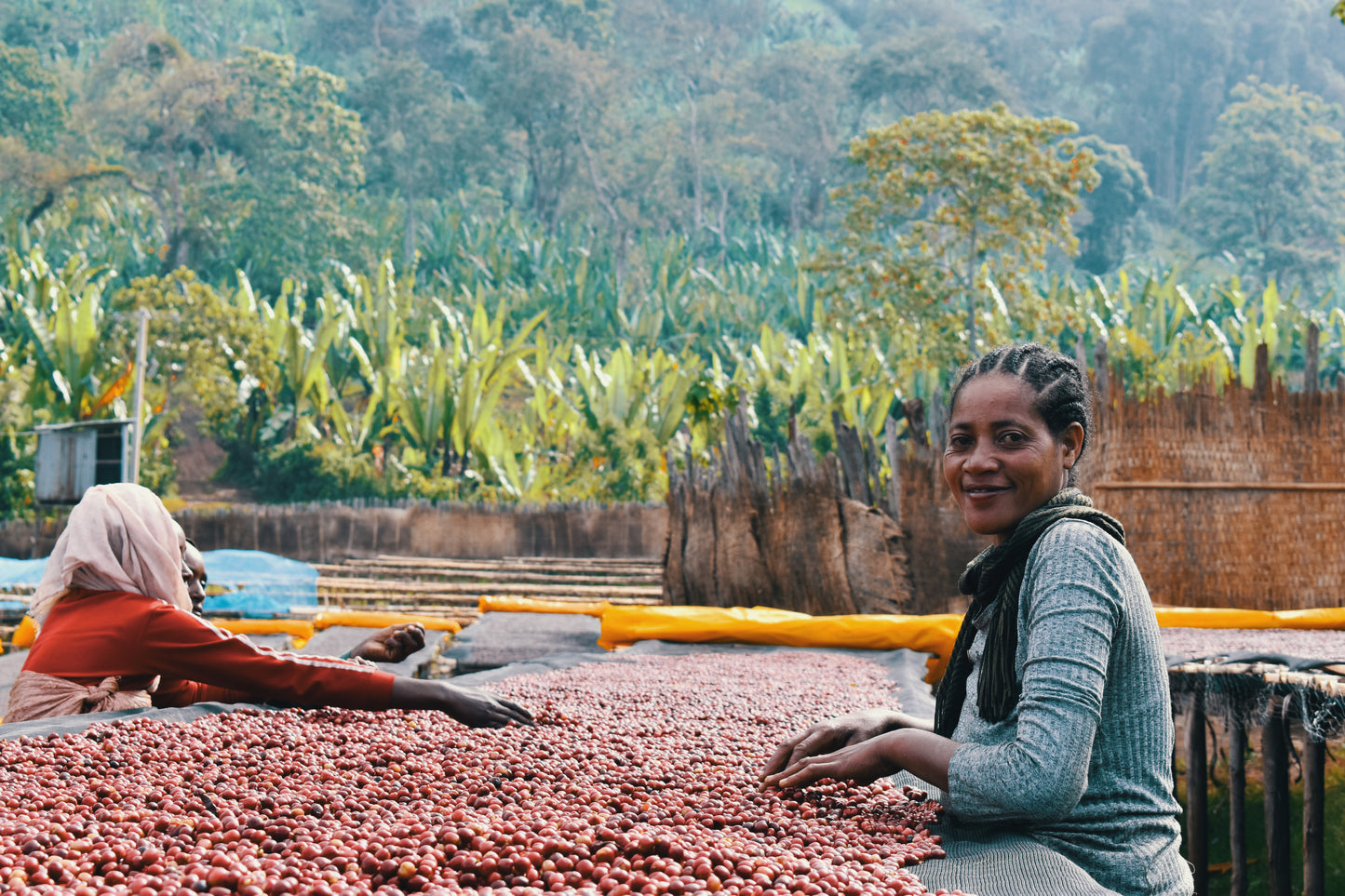 Ethiopia - Shantawene | Natural Lot 447 - Archived