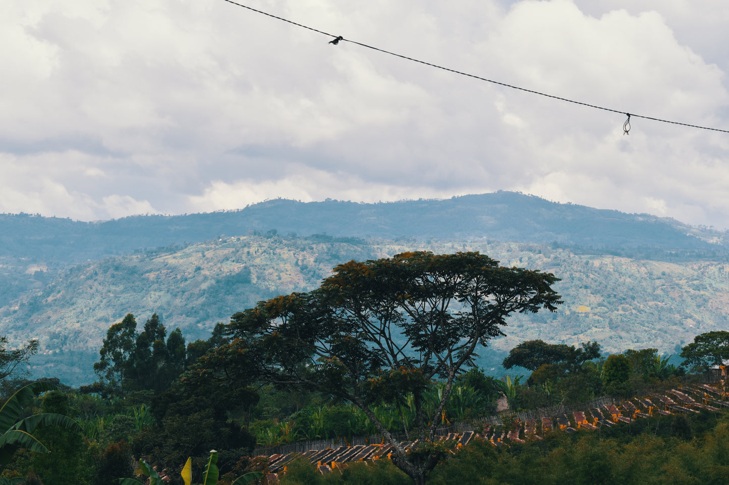 Ethiopia - Shantawene | Natural Lot 447 - Archived