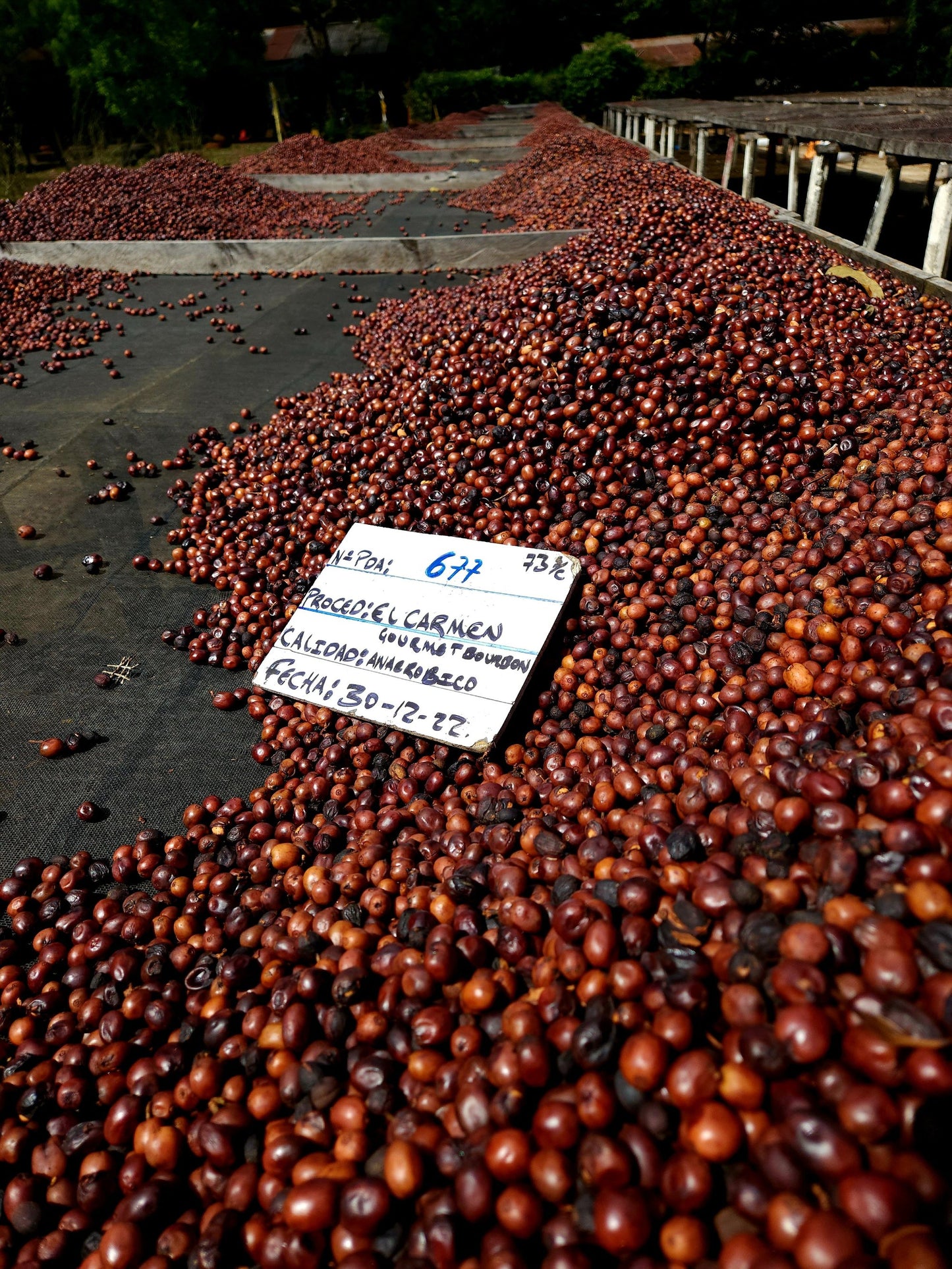 El Salvador - El Carmen | Elite Bourbon Washed - Archived