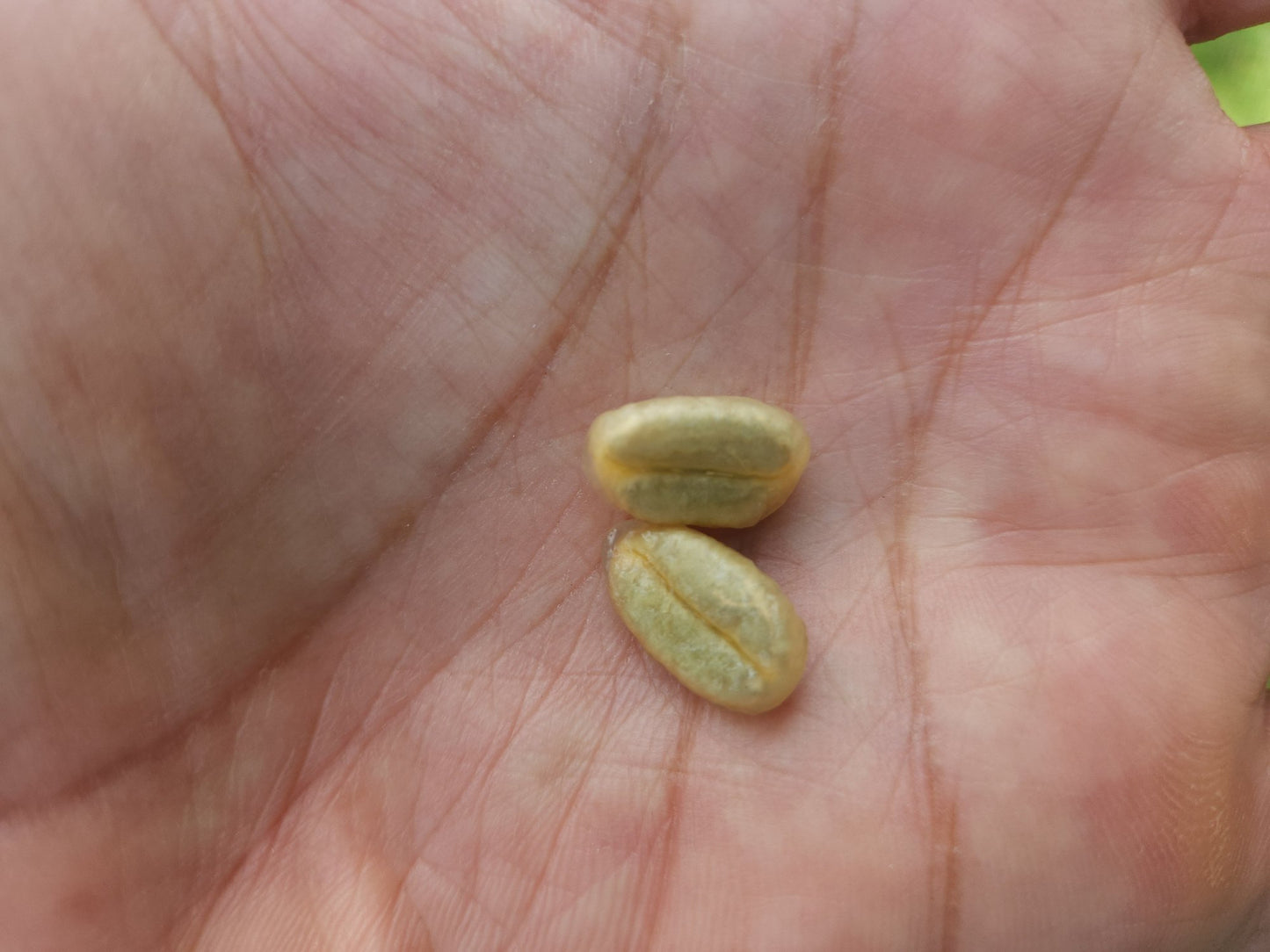 El Salvador - El Carmen | Elite Bourbon Washed - Archived