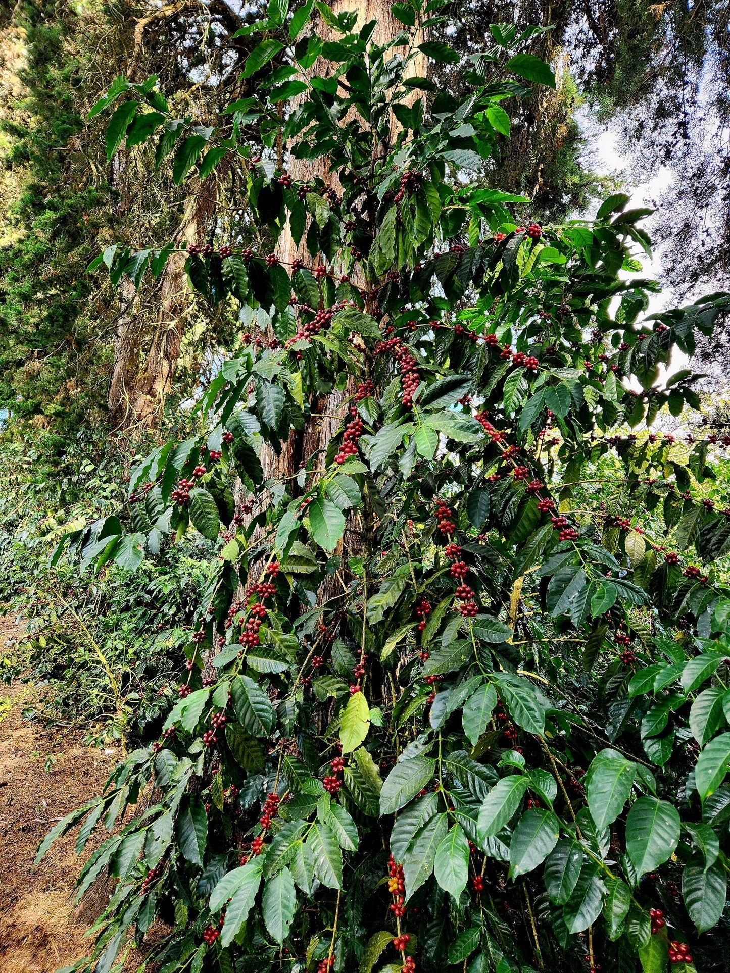 El Salvador - El Carmen | Elite Bourbon Washed - Archived