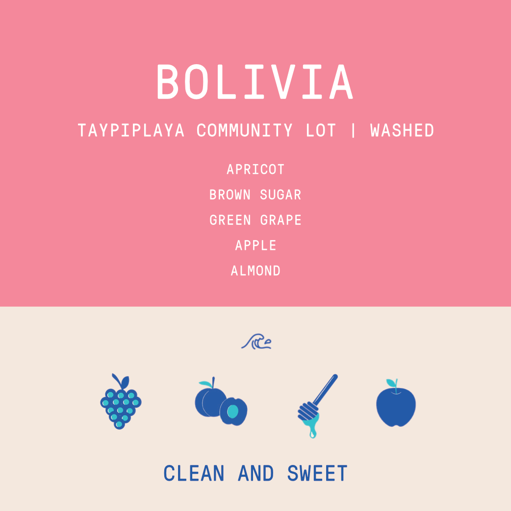 Bolivia - Taypiplaya Community lot | Washed - Archived