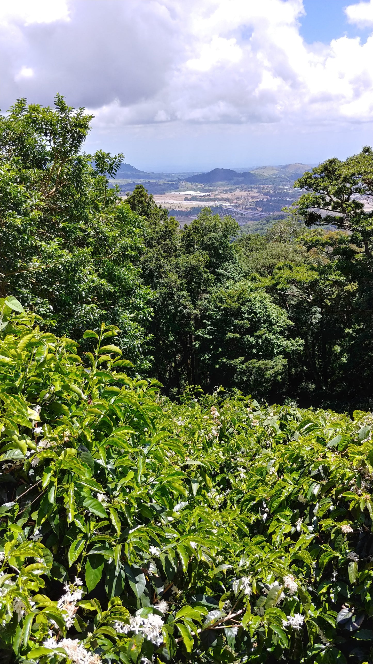 Panama - Carmen Estate Geisha Lot 8 | Washed - 100g