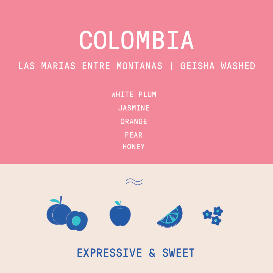 Colombia - Las Marias Entre Montanas Geisha | Washed 100g