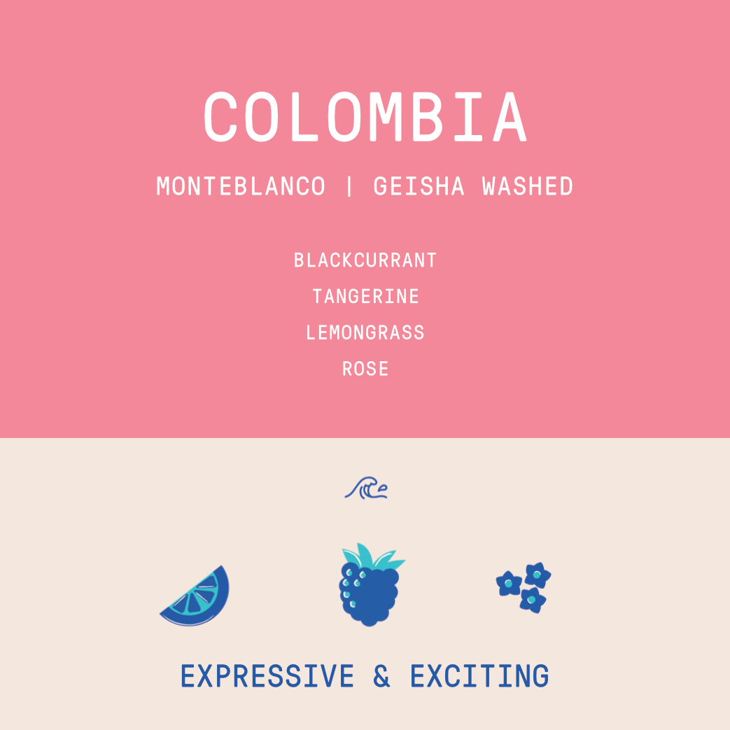 Colombia - Monteblanco Geisha | Washed - Archived