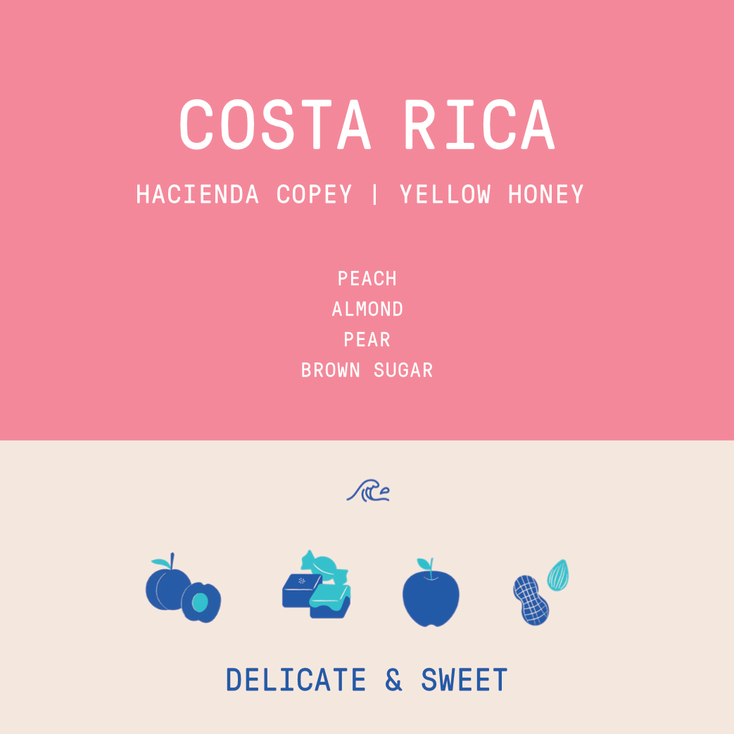 Costa Rica - Ivan Solis - Copey | Yellow Honey - Archived