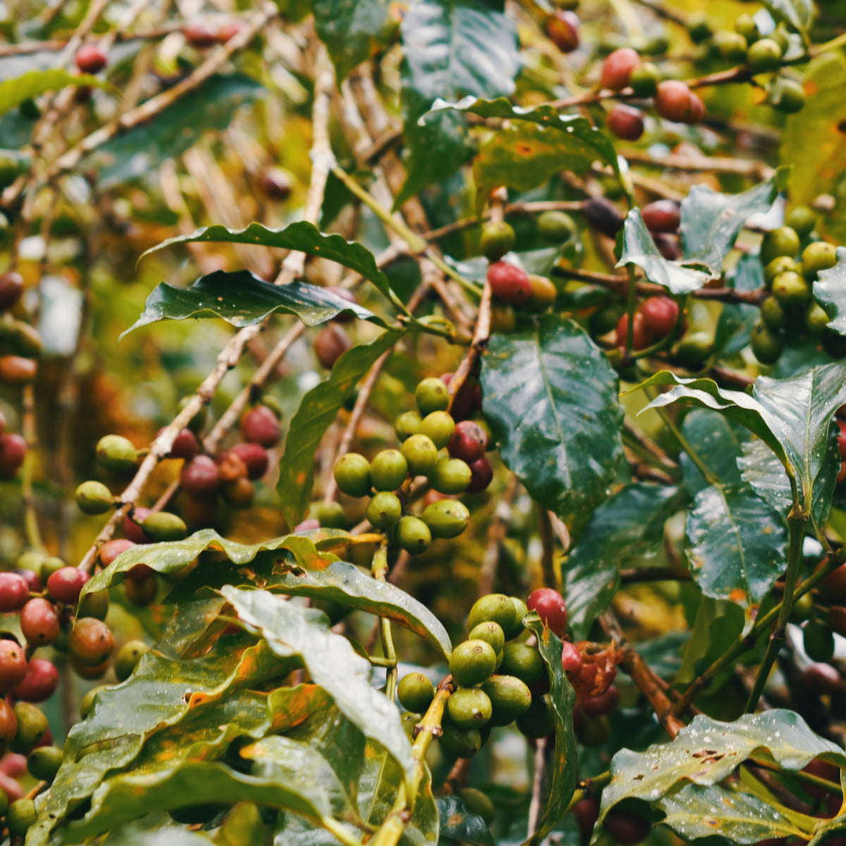 Ethiopia - Dinkalem Ademe Zema | Natural