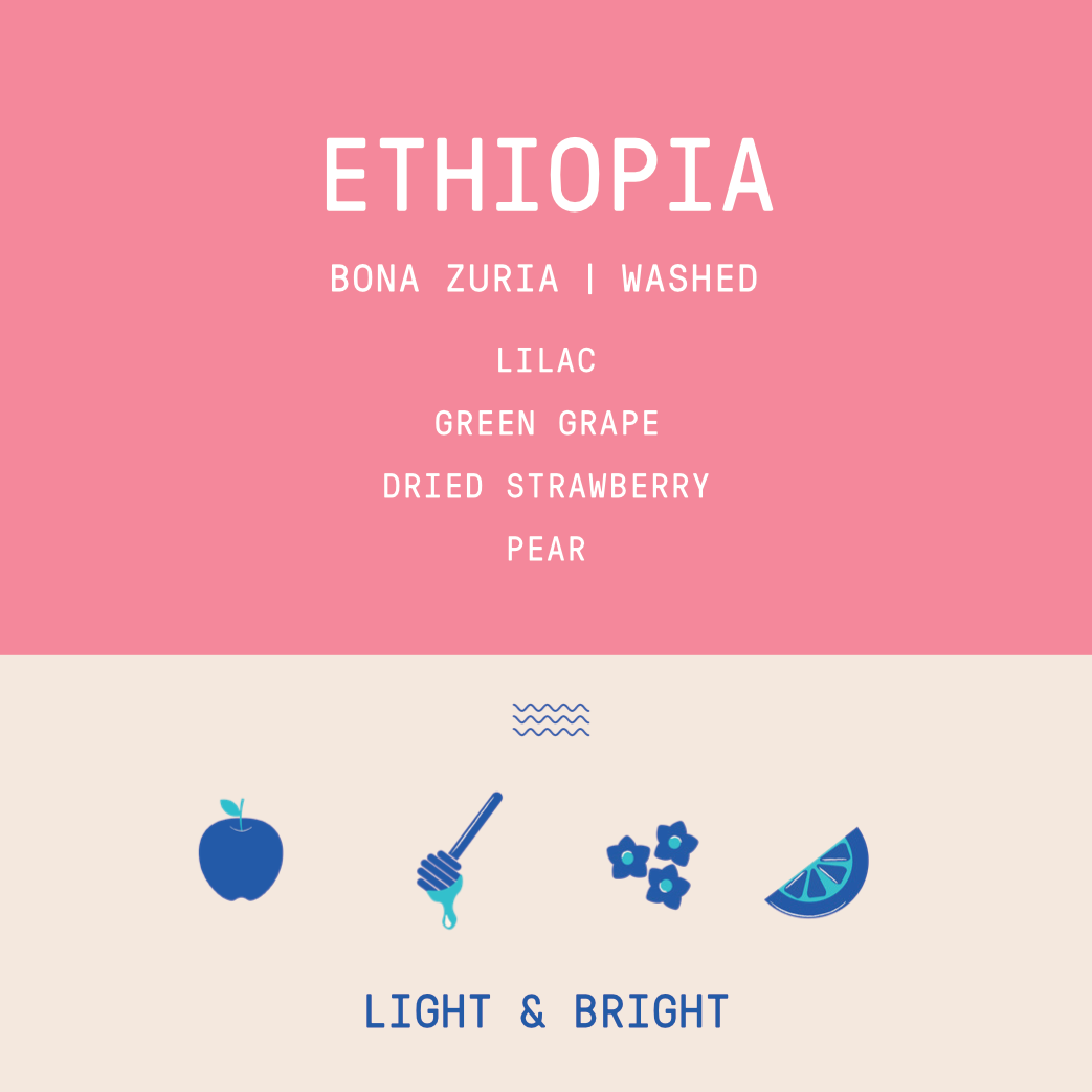 Ethiopia - Bona Zuria Washed - Archived