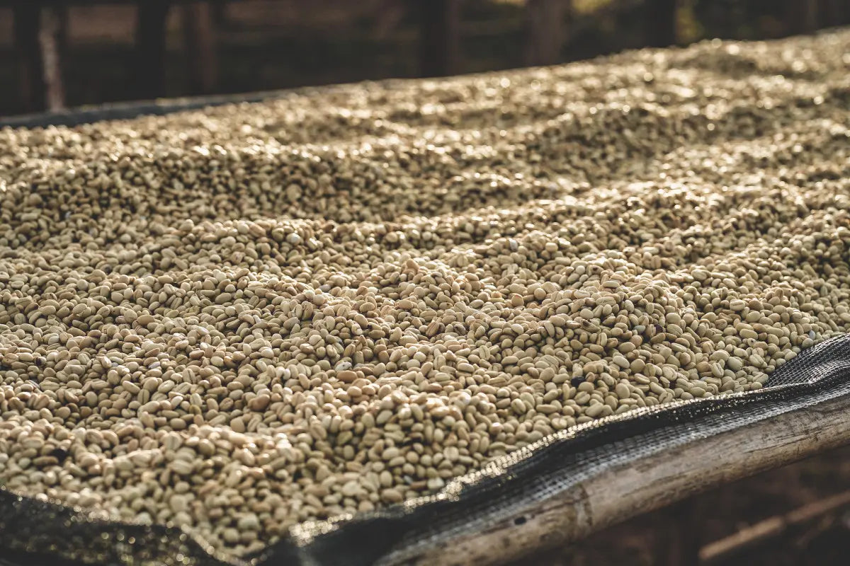 Dried coffee