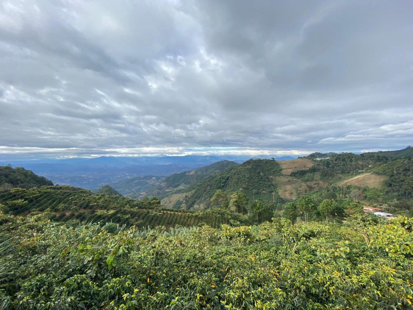 Guatemala - Farms of Sierra de las Minas | Washed - Archived