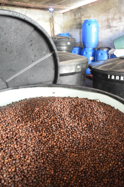 Colombia - Las Flores | Sidra Thermal Shock Yeast Anaerobic Natural - Archived