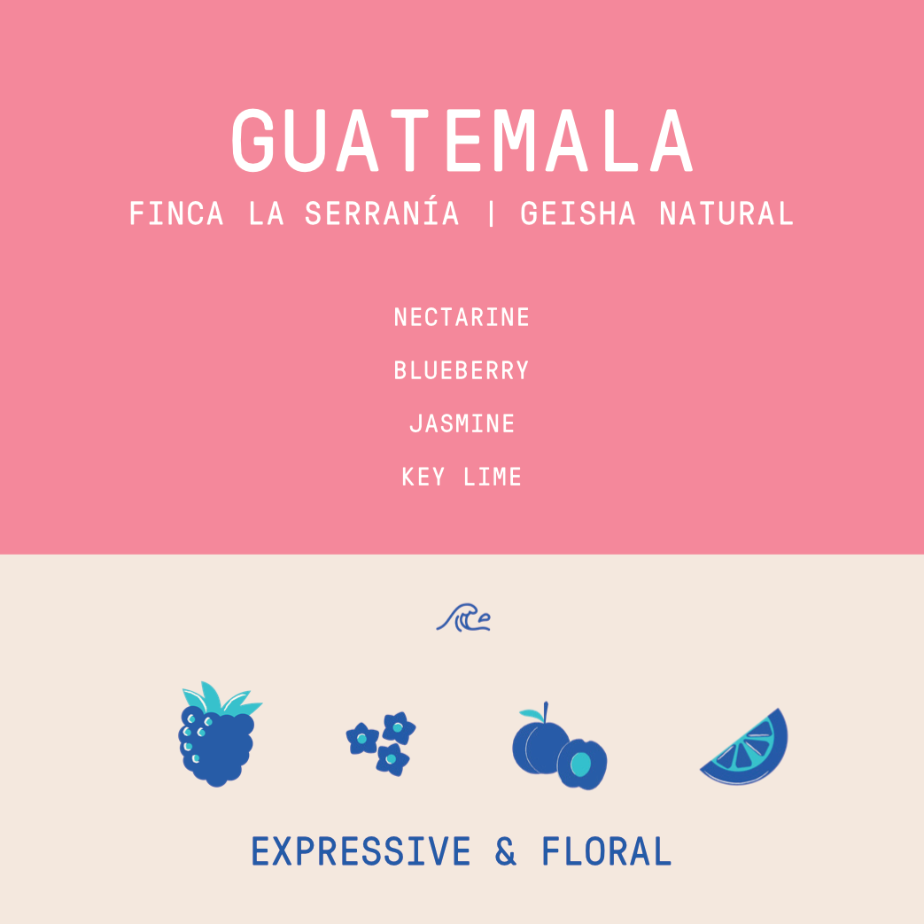 Guatemala - Finca La Serranía | Geisha Natural - 200g - Archived