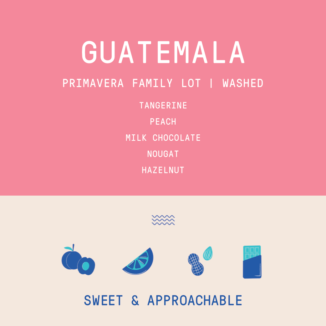 Guatemala - Huehuetenango Primavera Family Lot | Washed - Archived