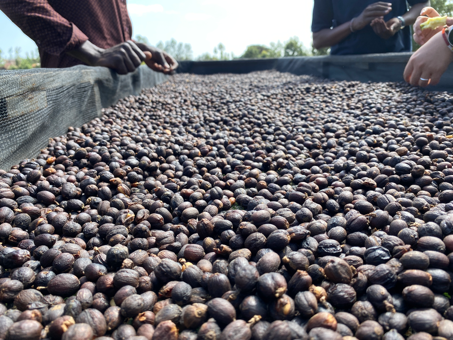 Kenya - Ruera Estate | Natural