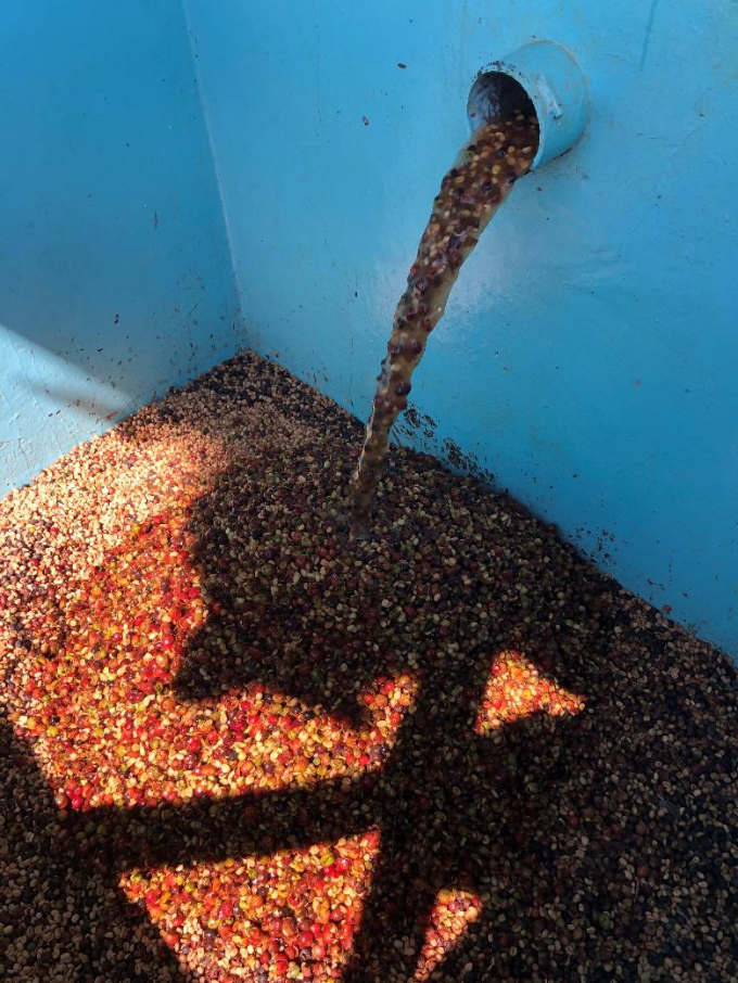 Kenya - Mukunga Kiambu |  Washed - Archived