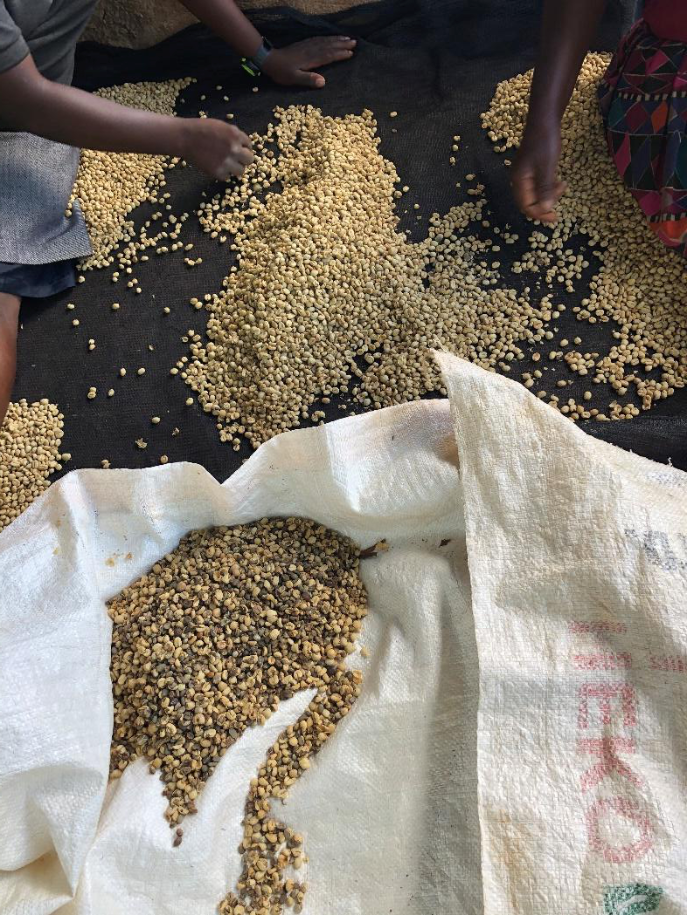 Kenya - Mukunga Kiambu |  Washed - Archived