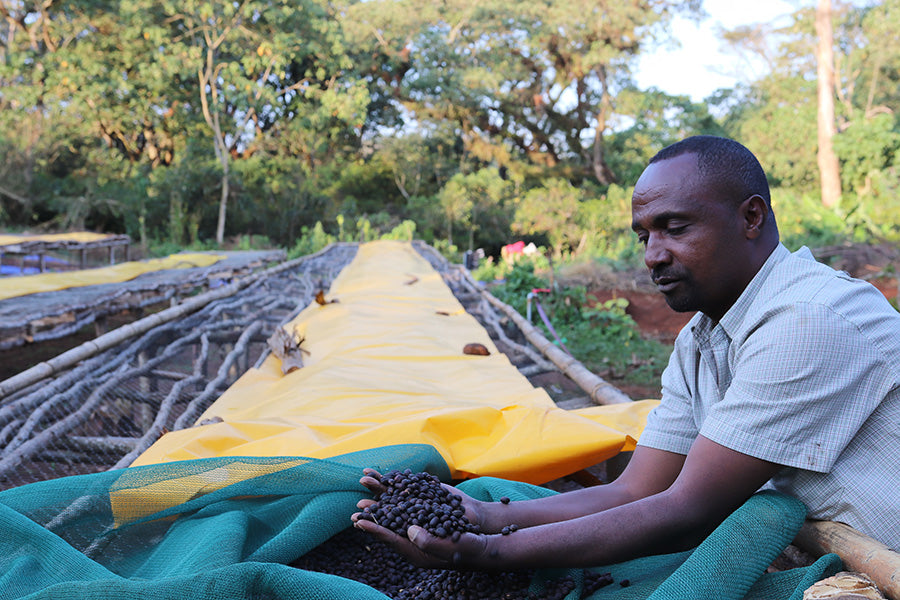 Ethiopia - Mustefa Abakeno Gera | Washed