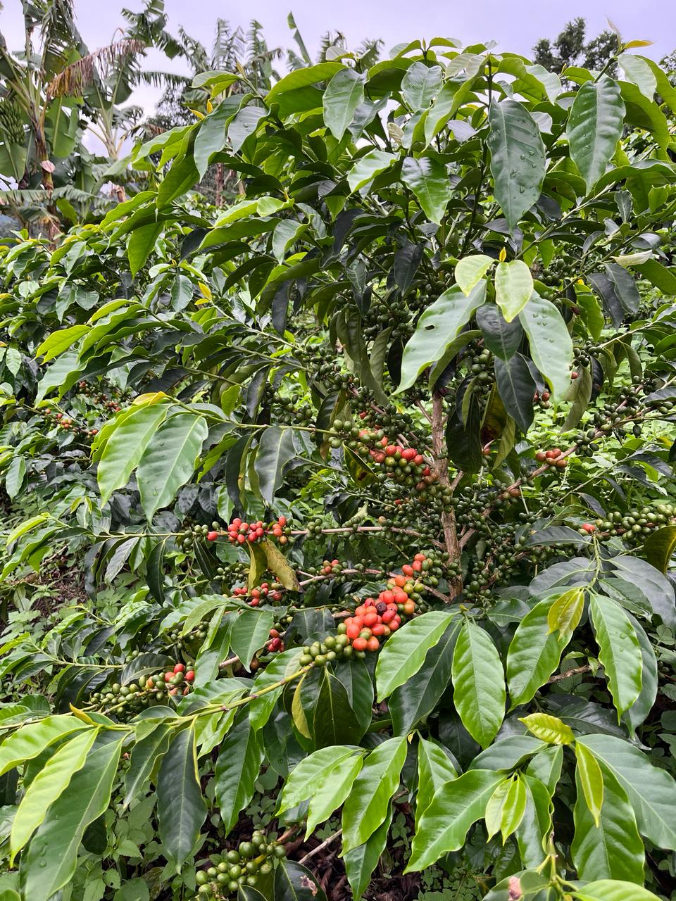 Colombia - La Soledad | Orange Bourbon Fermented Washed 2025 - Archived