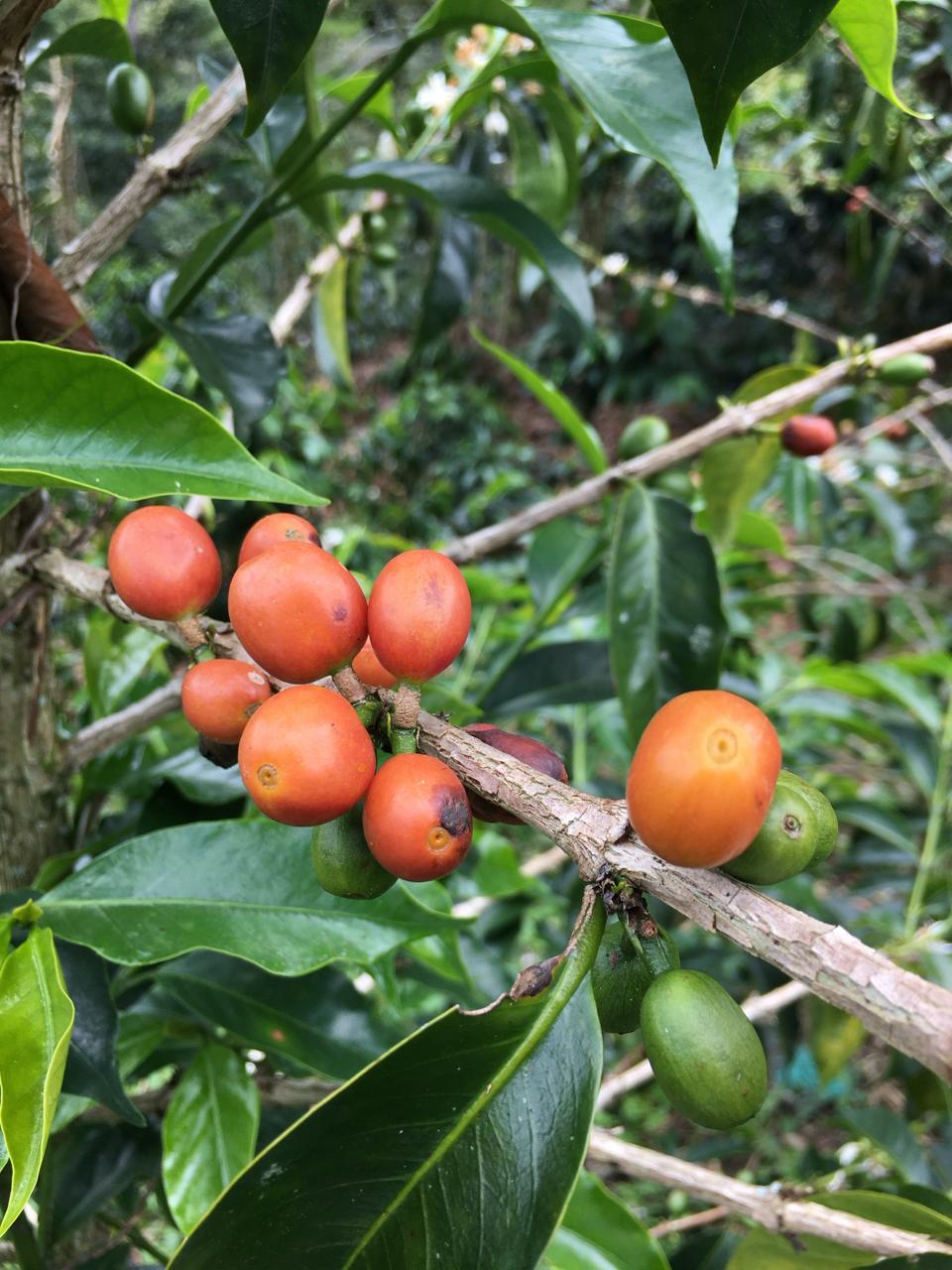 Colombia - La Soledad | Orange Bourbon Fermented Washed 2025 - Archived