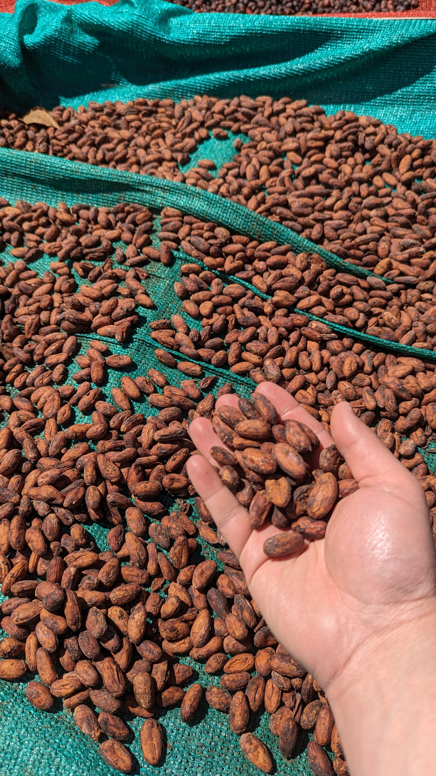 Panama - Kotowa Duncan Estate | Geisha Natural - 100g - Archived