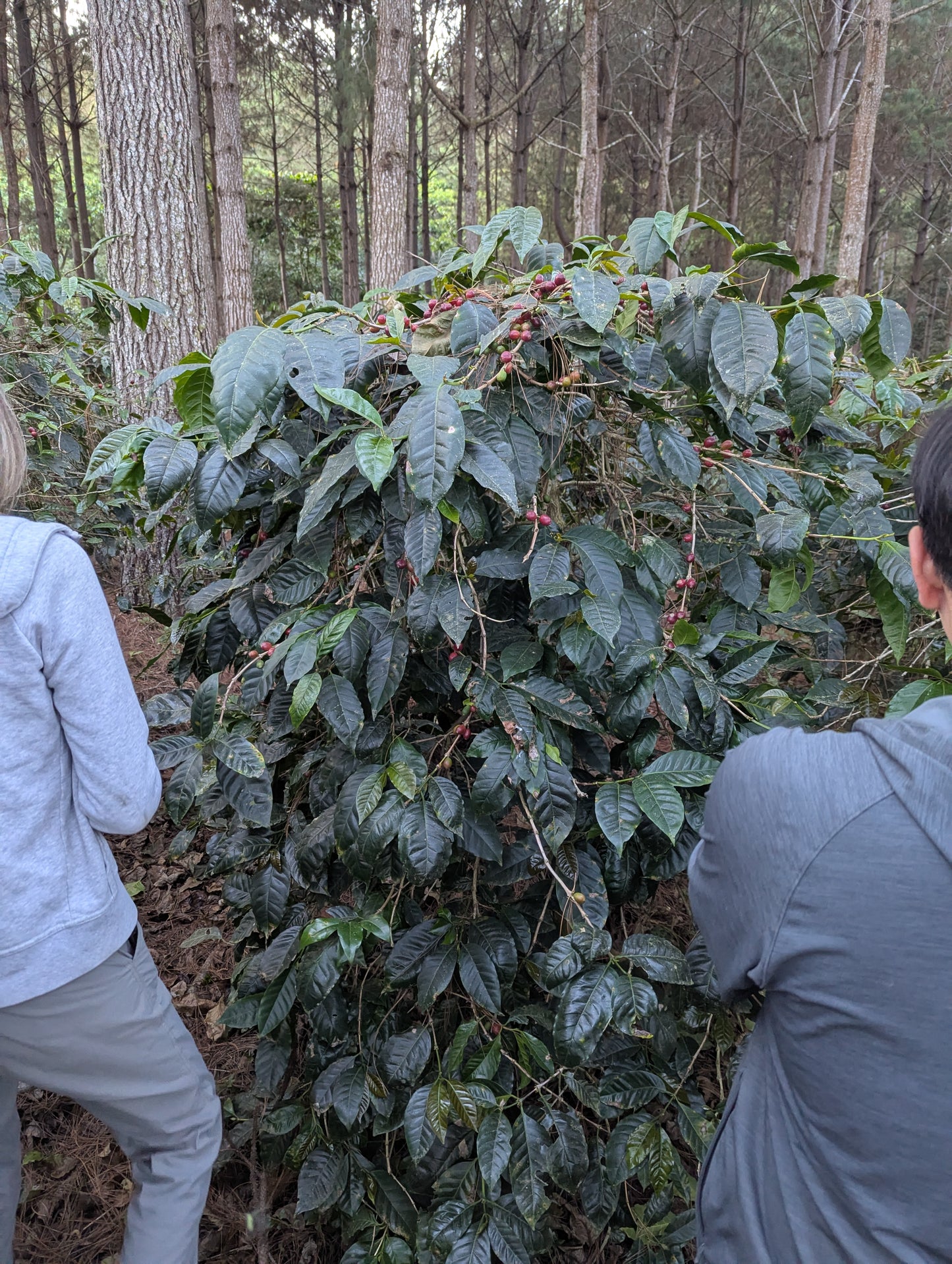 Guatemala - La Serrania Maragogype | Natural