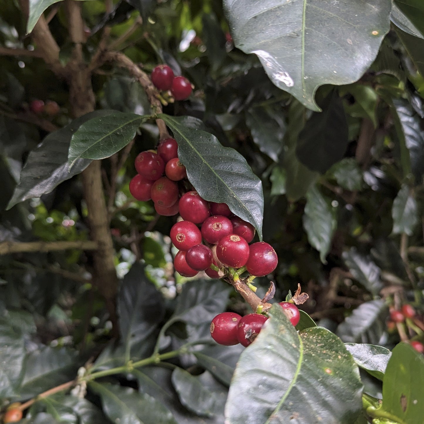 Costa Rica - Finca VOO Red Catuai | Natural - Archived