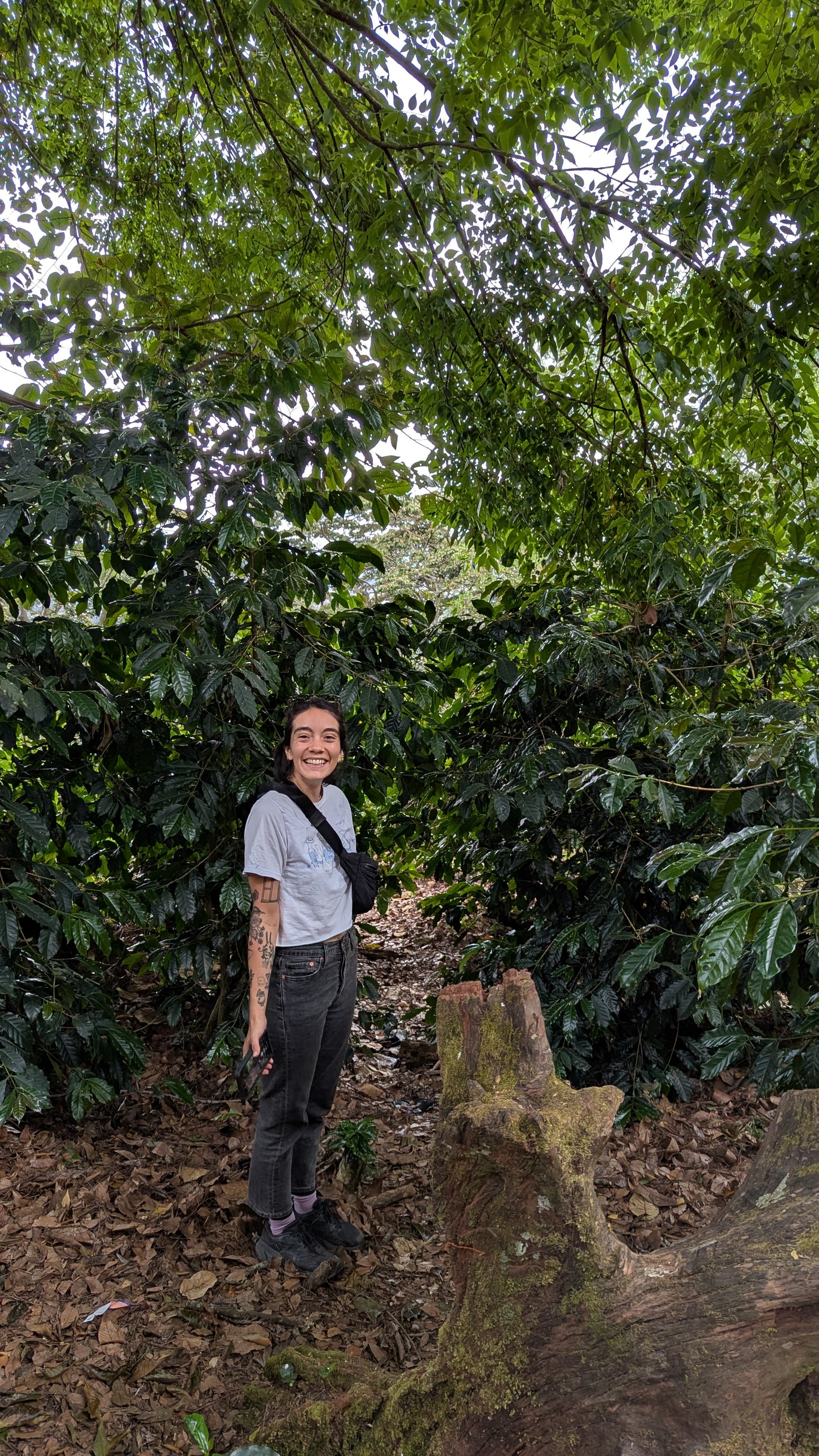 Panama - Santamaria Estate Centroamericano | Hydro Natural - 100g