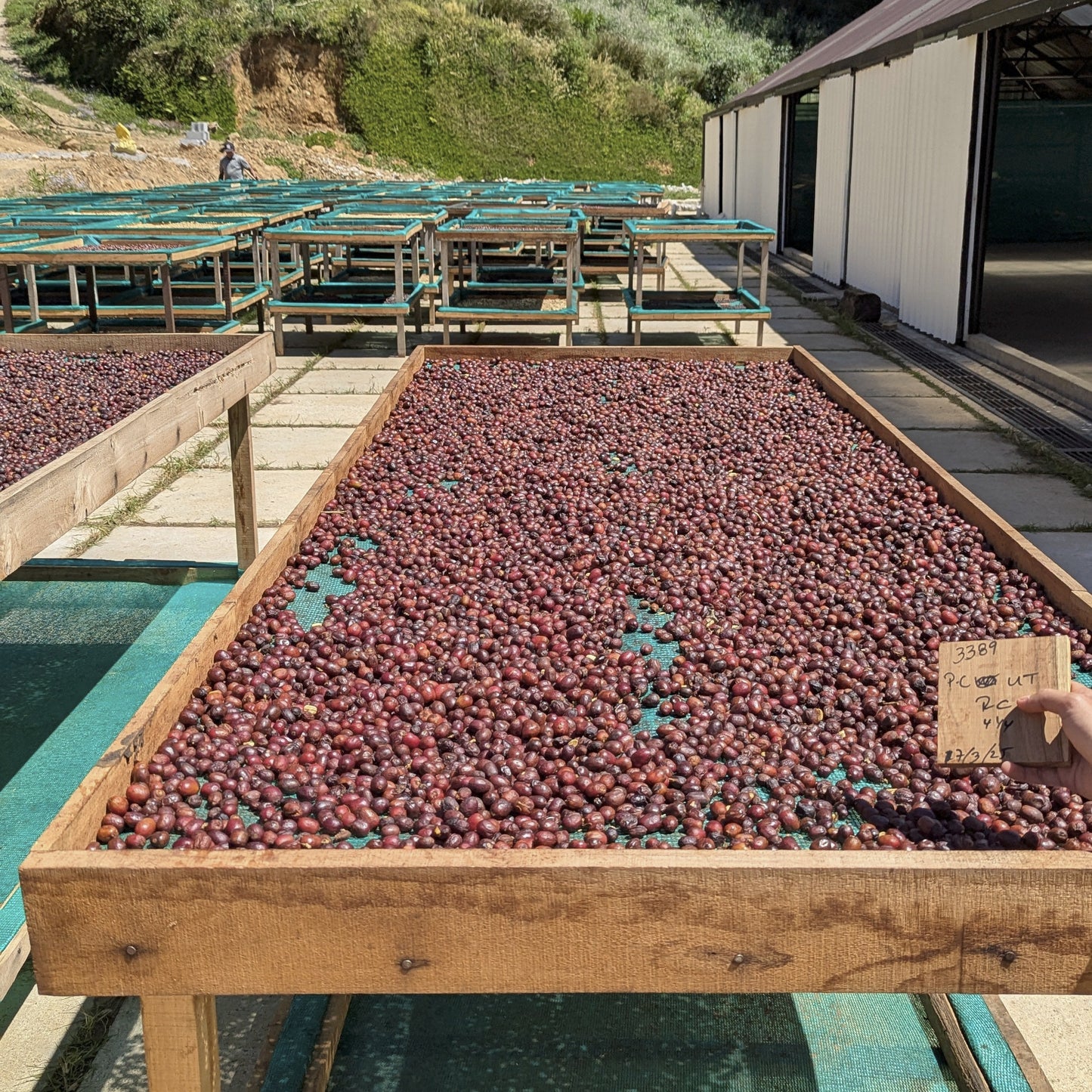 Panama - Silvia Marina Lot 3121-T2 | Geisha Washed - 100g