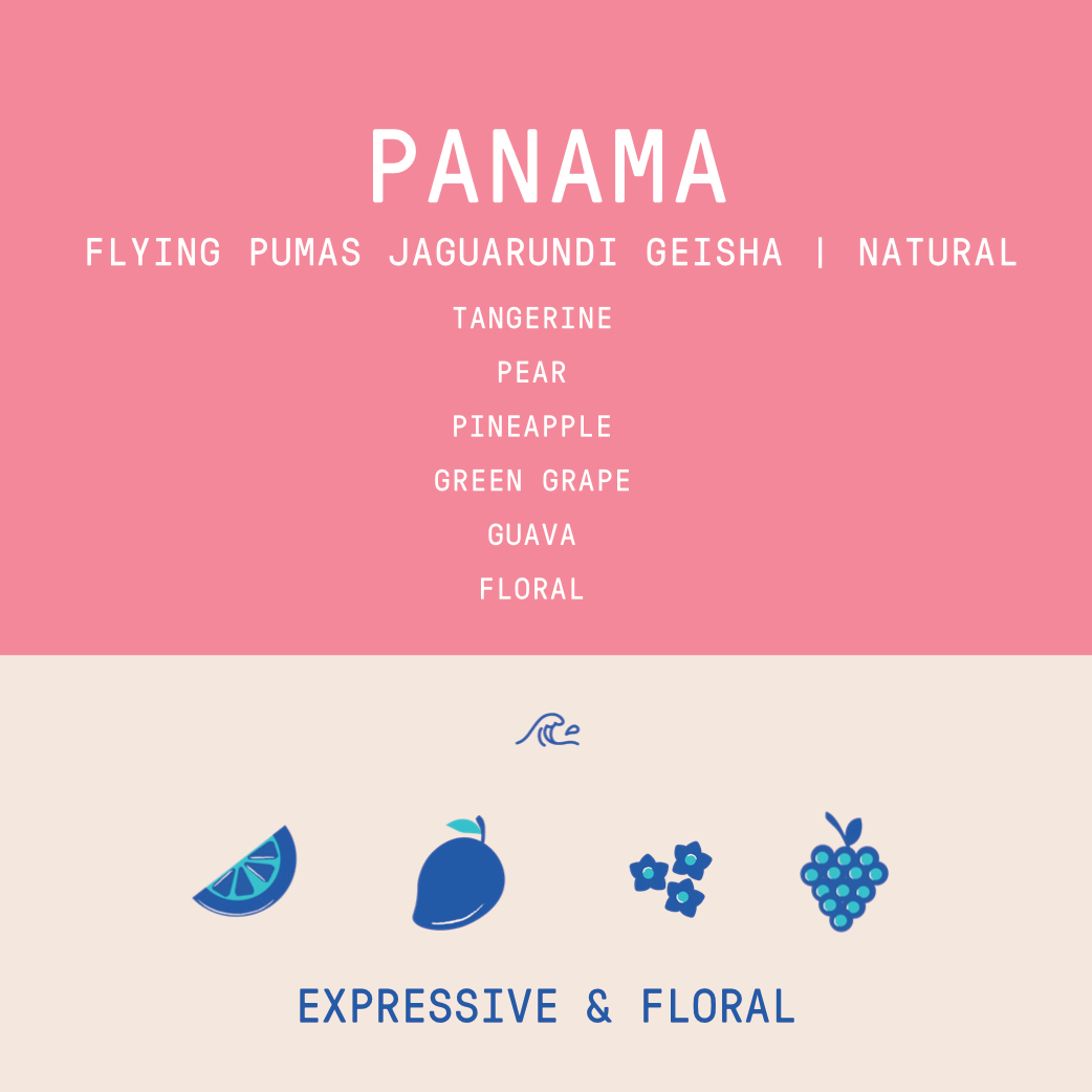 Panama - Flying Pumas Jaguarundi | Geisha Anaerobic Natural - 100g - Archived