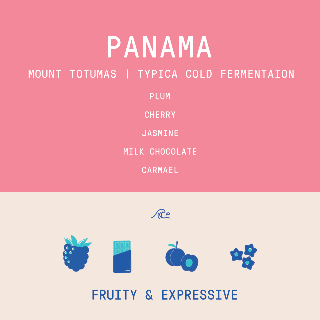 Panama - Mount Totumas Typica | Ply Cold Fermentation Natural 100g