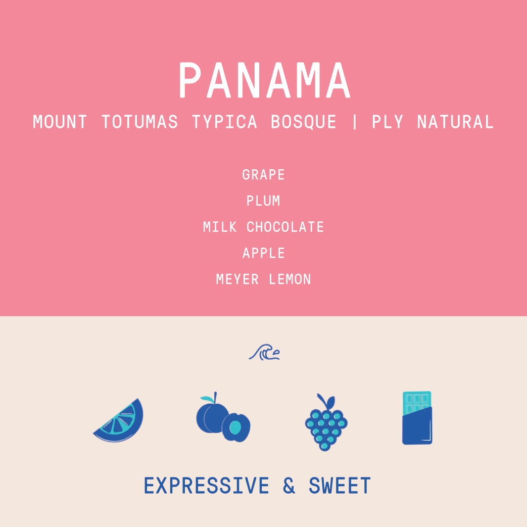 Panama - Mount Totumas Typica Bosque | Ply Natural 100g
