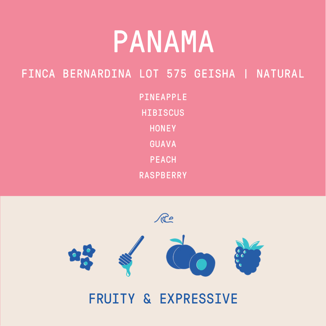 Panama - Finca Bernardina Geisha Lot 575 | Natural - 100g