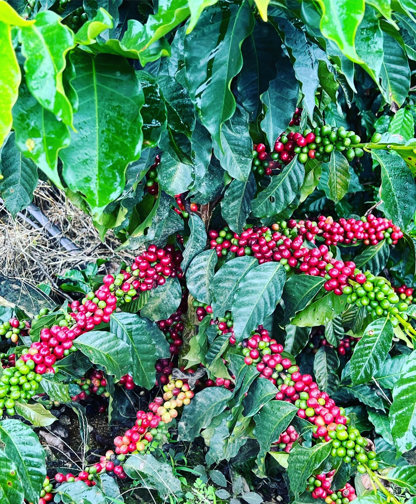 Bolivia - Taypiplaya Community lot | Washed - Archived