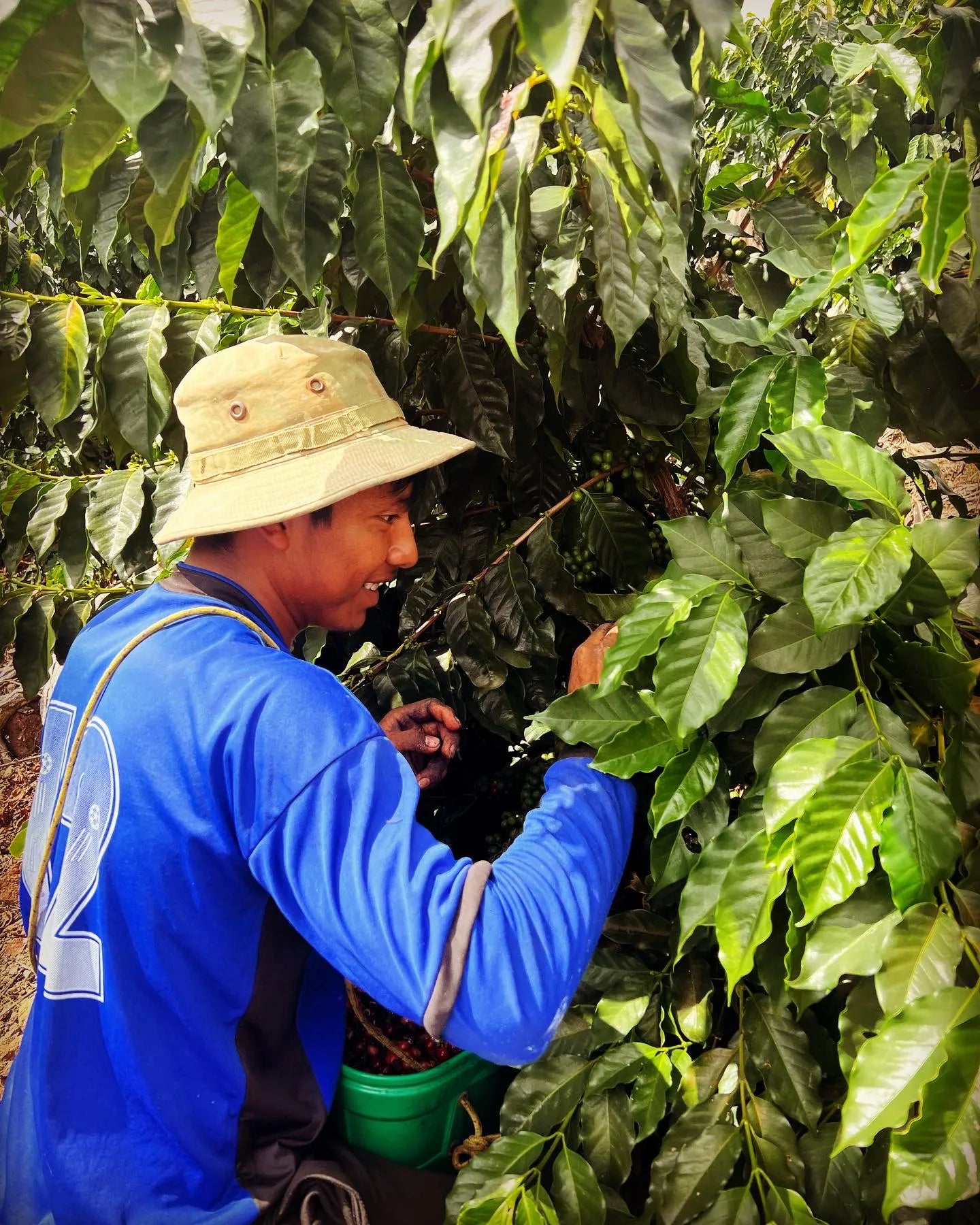 Bolivia - Taypiplaya Community lot | Washed - Archived
