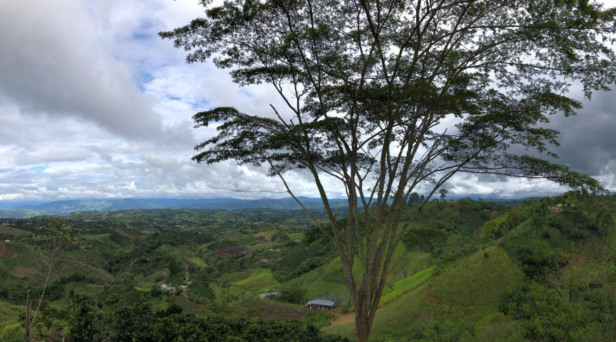 Colombia - Huila Community l Decaf - Archived