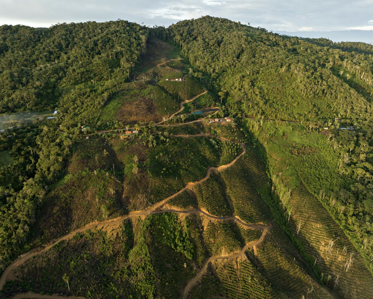 Bolivia - Finca Rosita | Catuai Anaerobic Natural - Archived