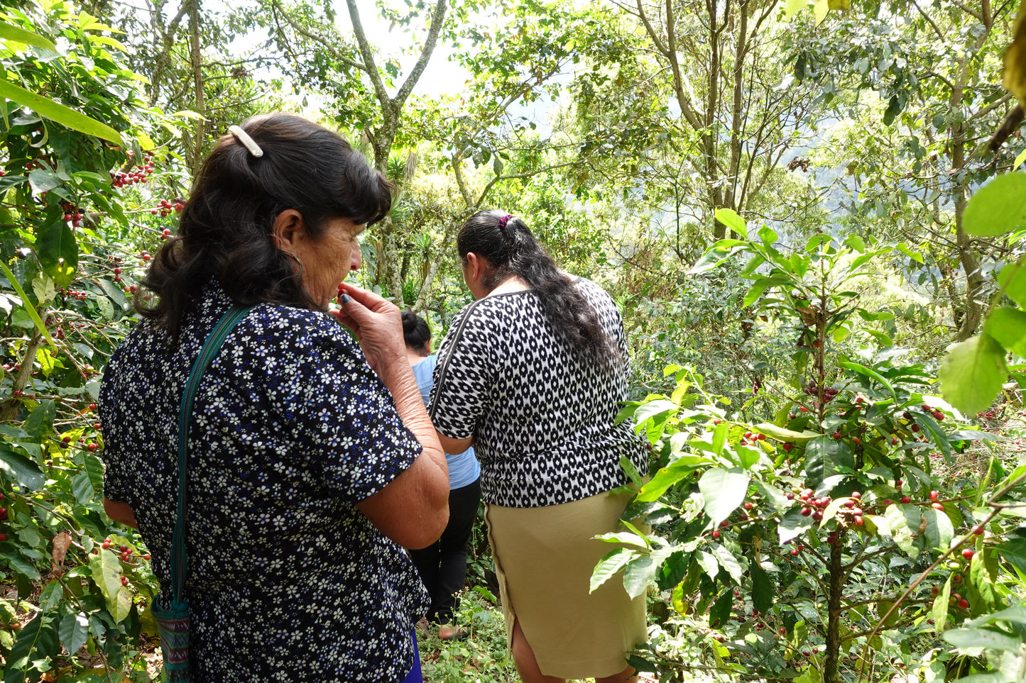 Guatemala - Ella Todos Santos | Washed - Archived
