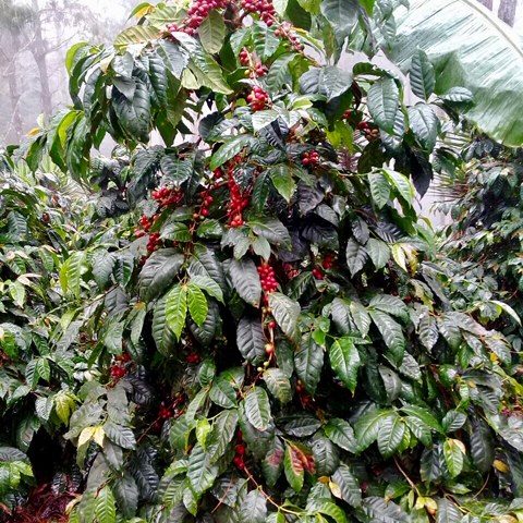 Guatemala - Finca La Serranía | Kimono Natural - 200g - Archived