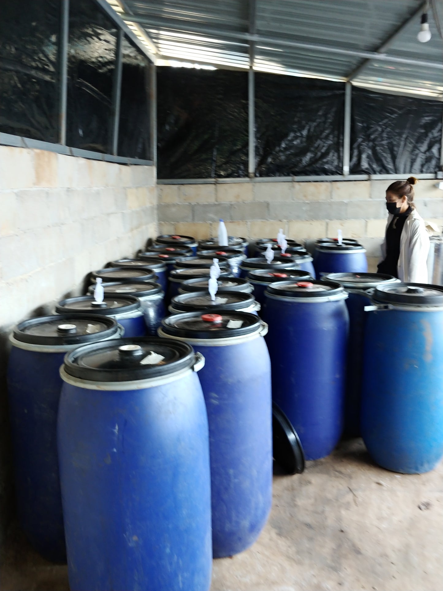 Thailand - Ma Family | Pichia Anaerobic Natural - 23 bag Nano Lot - 100g - Archived