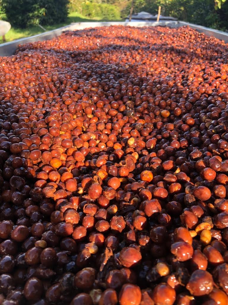 Panama - Altieri Luci Geisha | Dry Natural - 100g - Archived