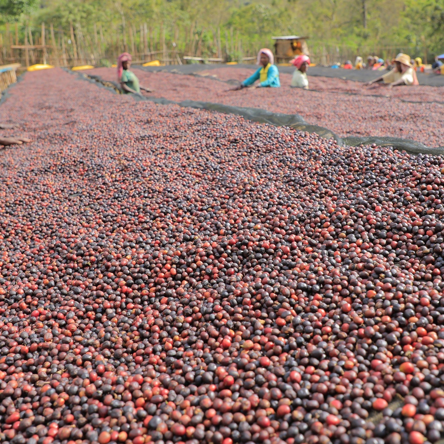 Edmonton Workspace Coffee Subscription - Monthly Delivery