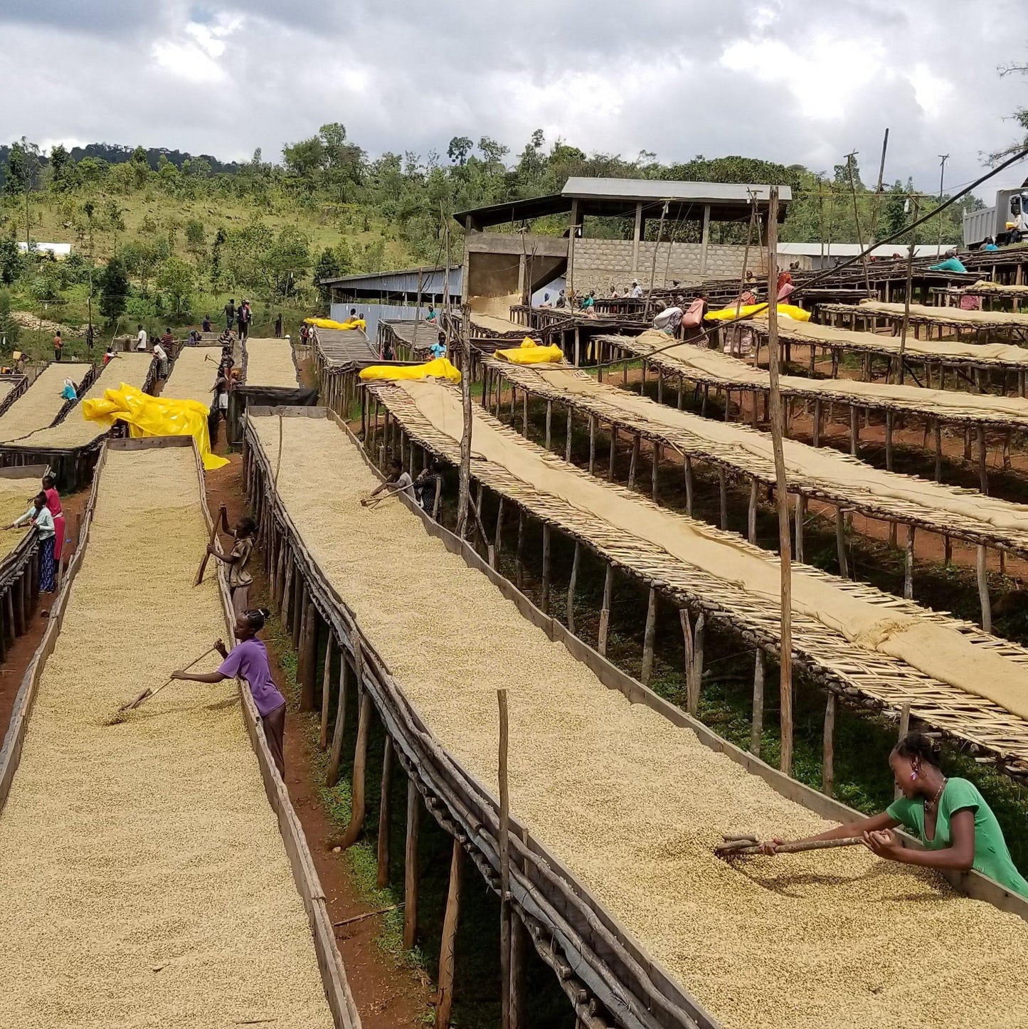 Every 2 Weeks Coffee Subscriptions - Roaster's Choice